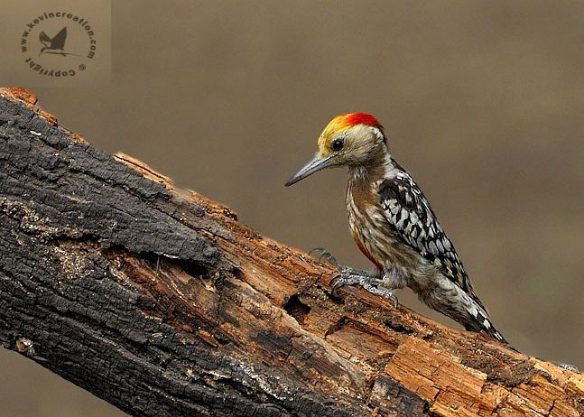 Yellow-crowned Woodpecker - ML378014141