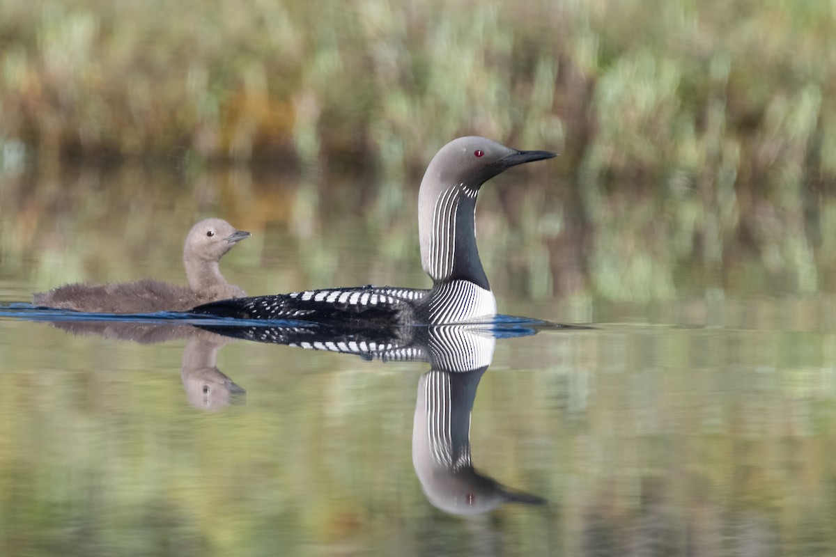Pacific Loon - Jacob Miller