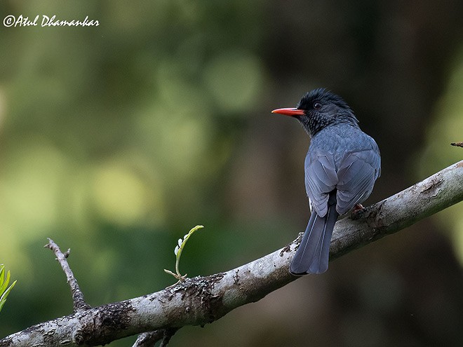 Square-tailed Bulbul (Indian) - ML378015851