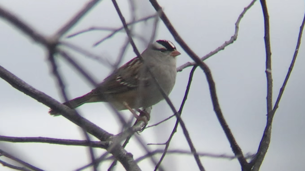 White-crowned Sparrow - ML378019991