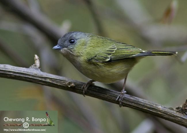 Green Shrike-Babbler (Black-crowned) - ML378020081