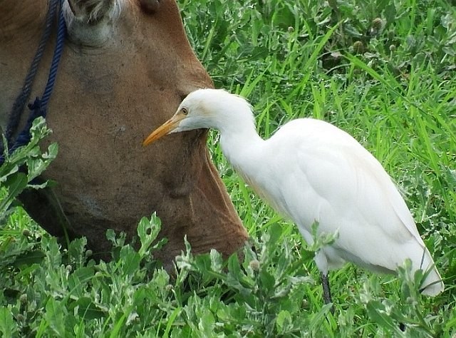 Eastern Cattle Egret - Muhammad Iqbal