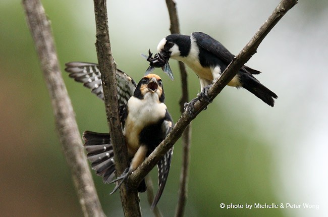 White-fronted Falconet - Michelle & Peter Wong