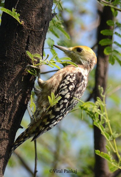 Yellow-crowned Woodpecker - ML378034161