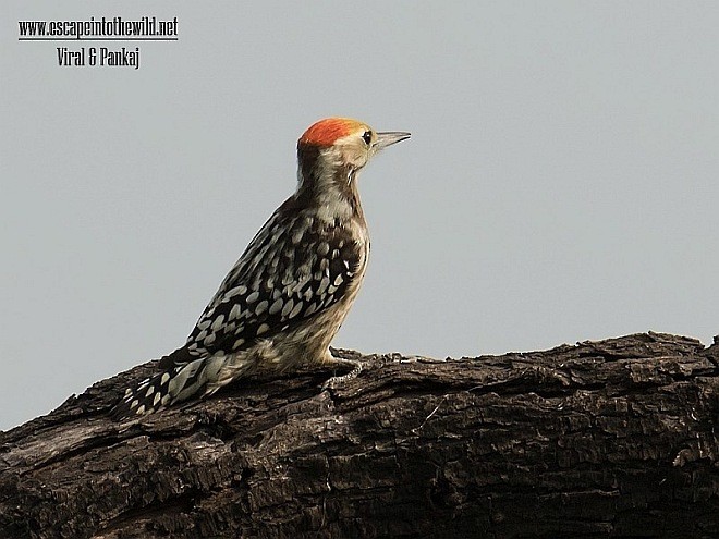 Yellow-crowned Woodpecker - ML378035091