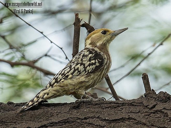 Yellow-crowned Woodpecker - ML378035111