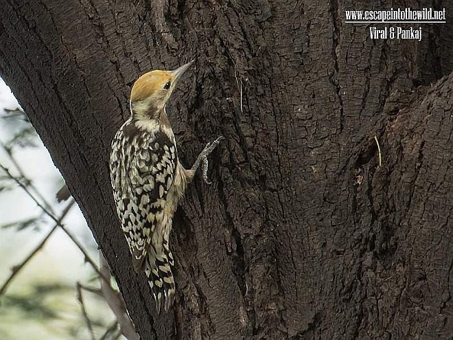 Yellow-crowned Woodpecker - ML378035131