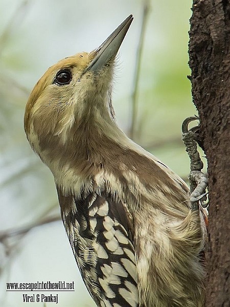 Yellow-crowned Woodpecker - ML378035151