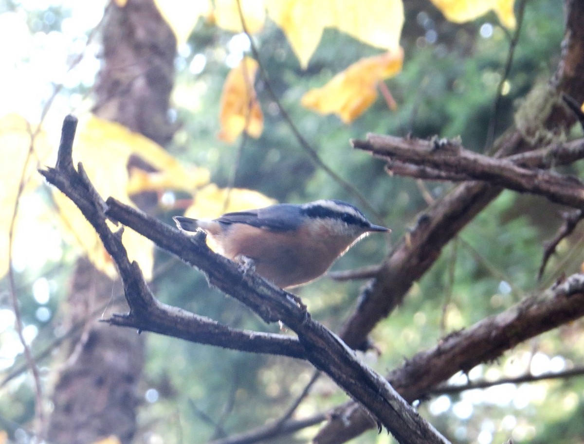 Red-breasted Nuthatch - ML378035351