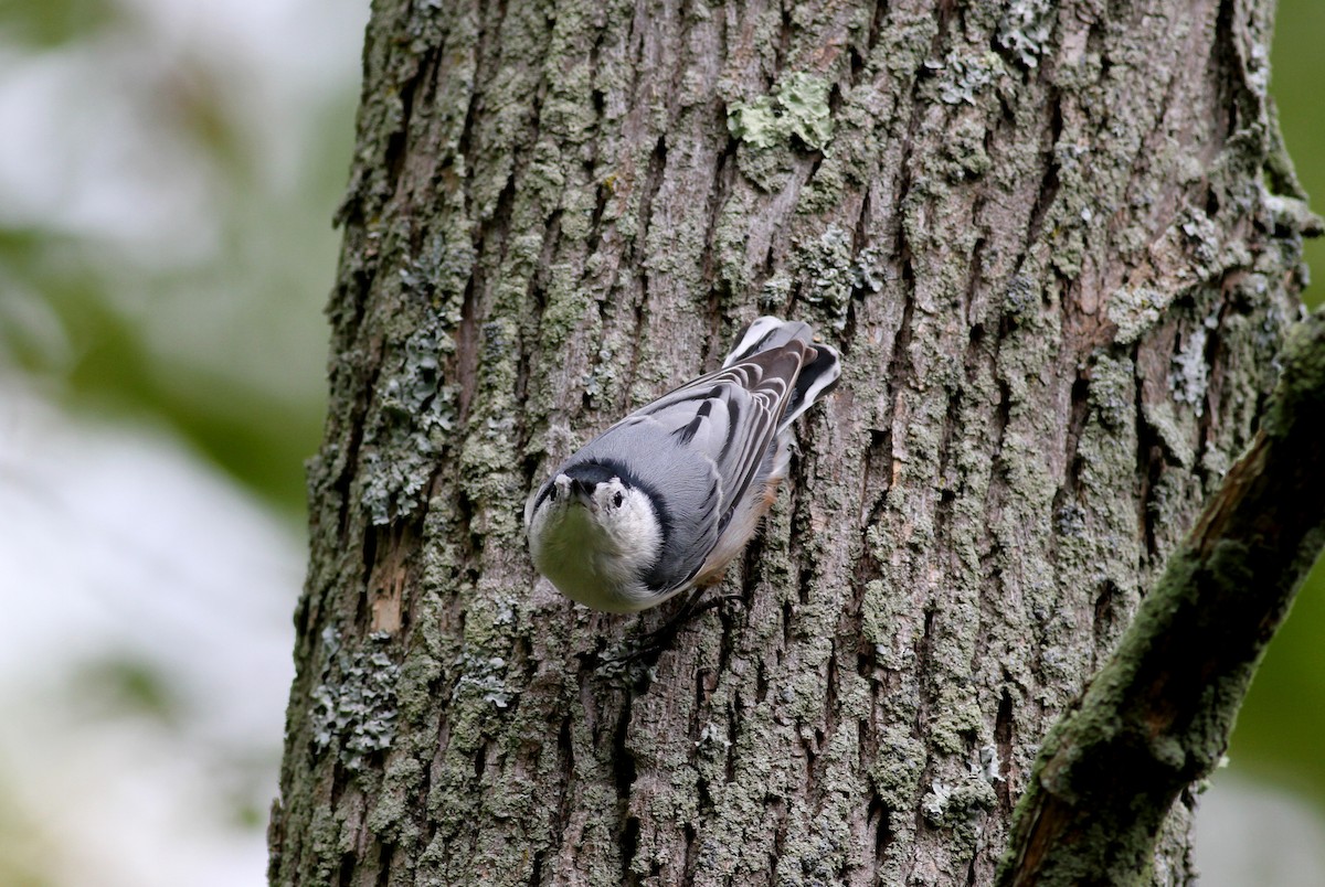 White-breasted Nuthatch - Jay McGowan