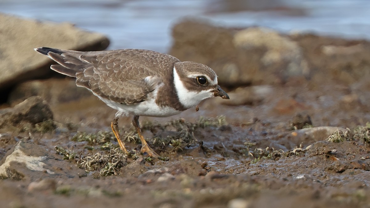 Semipalmated Plover - ML378040741