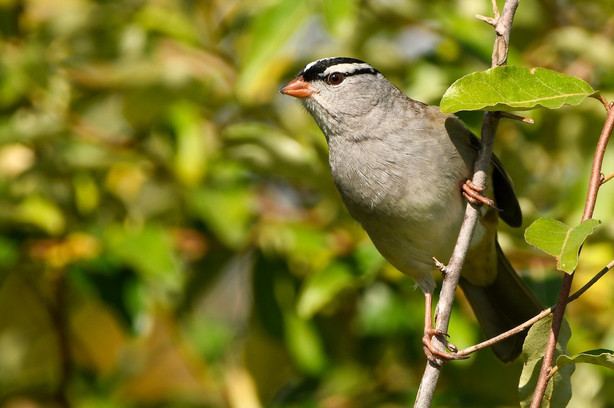 White-crowned Sparrow - Manny Salas