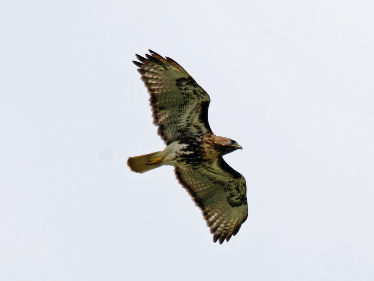 Red-tailed Hawk (jamaicensis) - Eary Warren