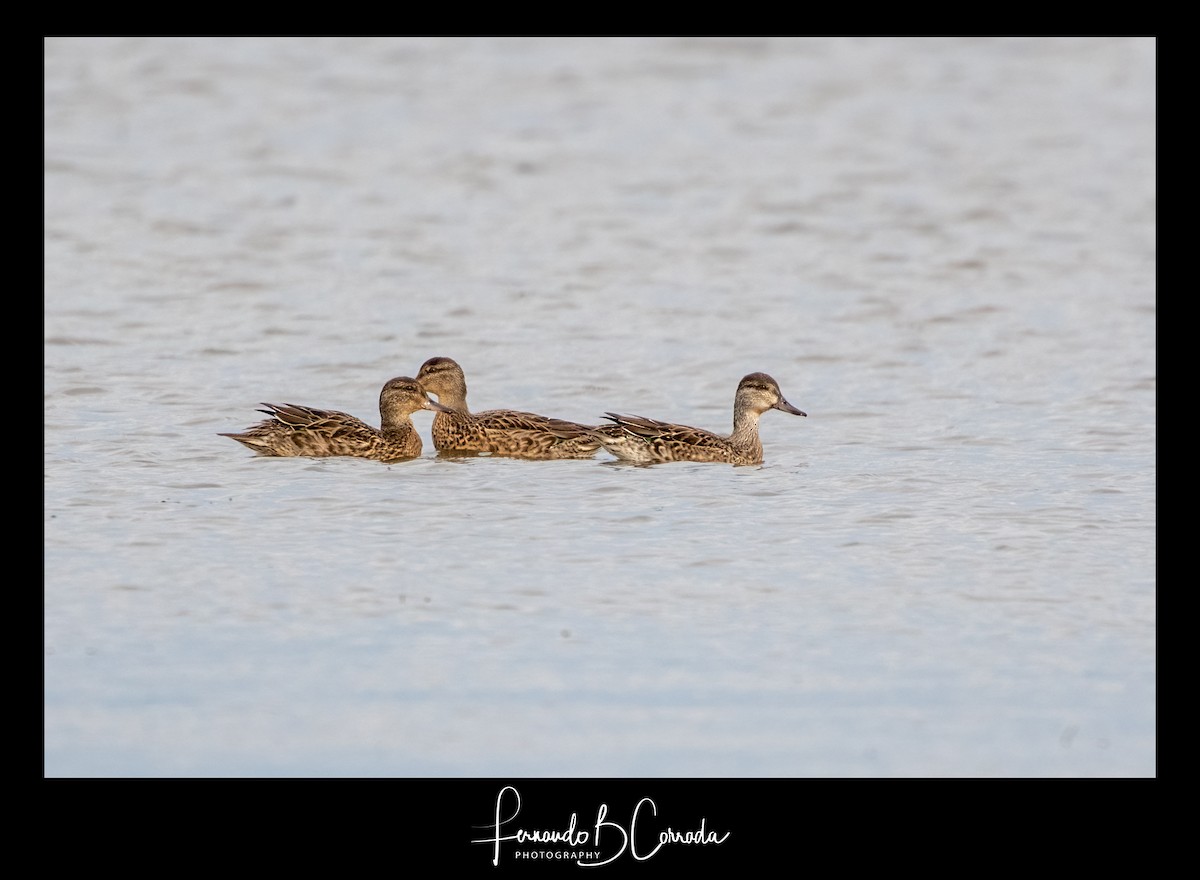 Green-winged Teal - ML378045951