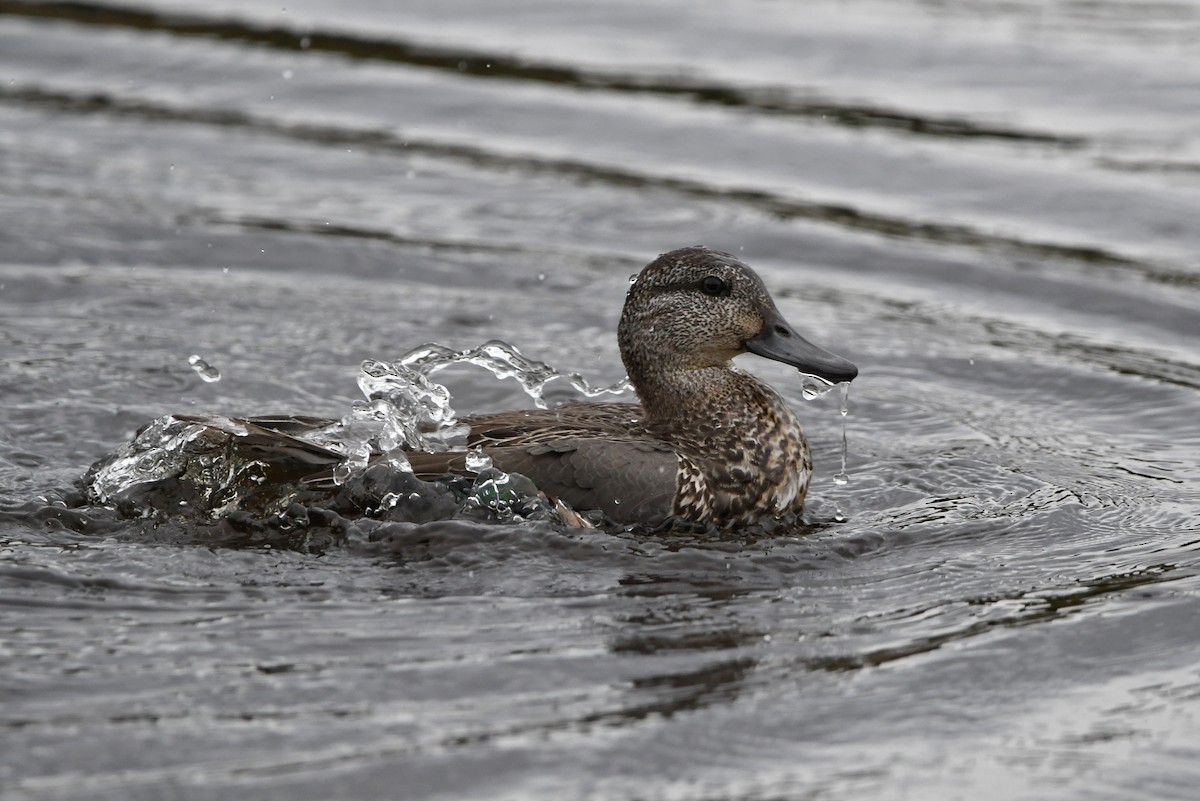 Green-winged Teal - ML378048091