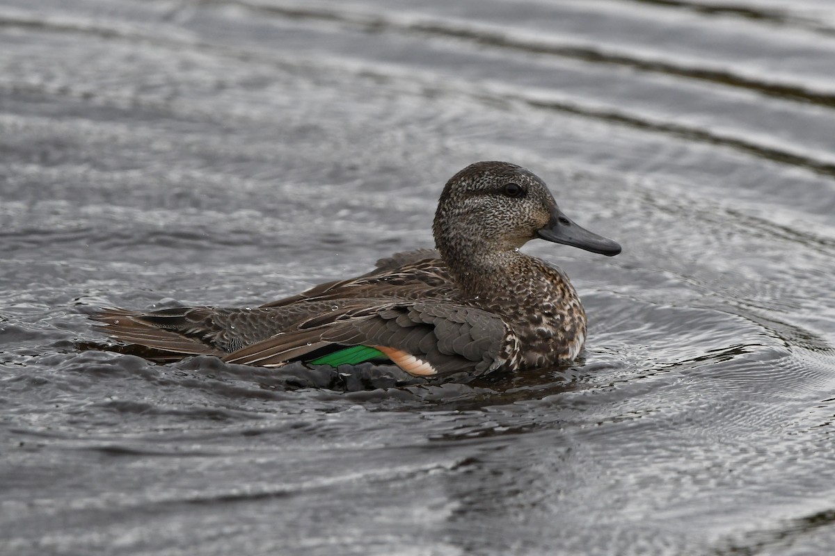 Green-winged Teal - ML378049961