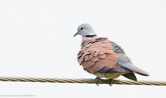 Red Collared-Dove - ML378055171