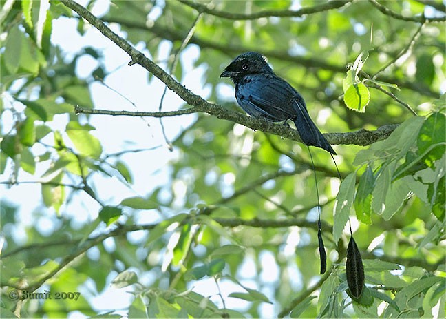 Lesser Racket-tailed Drongo - ML378055201