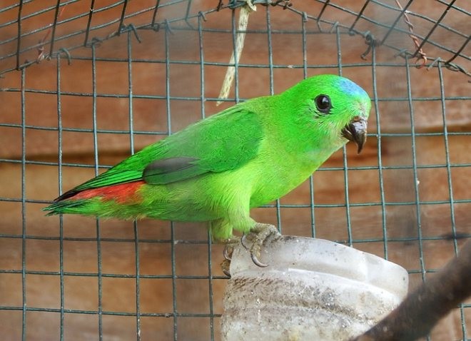 Blue-crowned Hanging-Parrot - Muhammad Iqbal