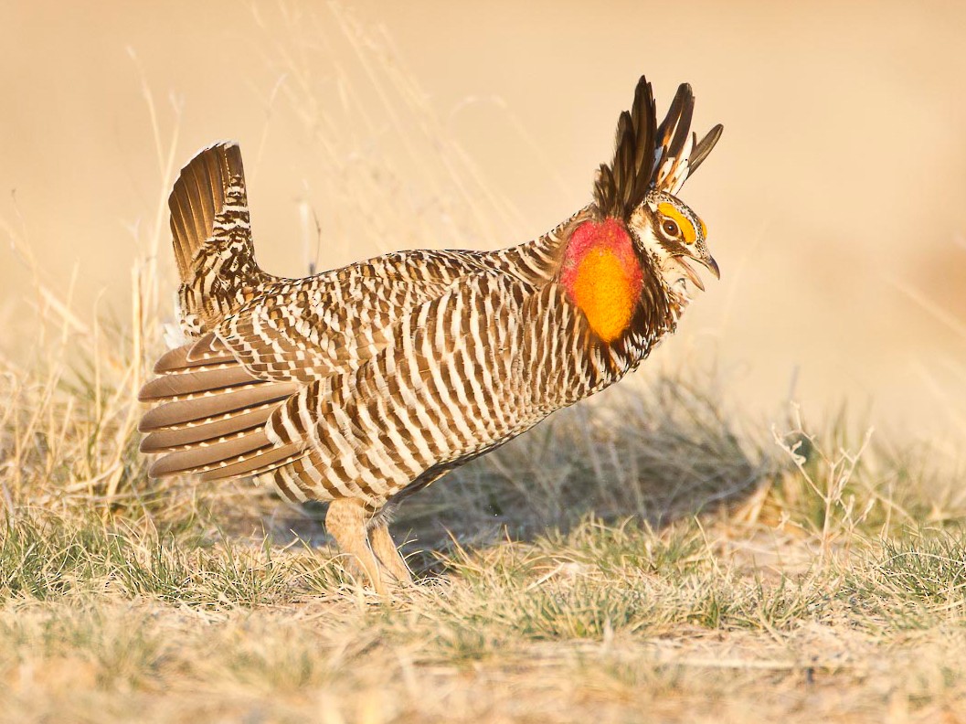 Greater Prairie-Chicken - eBird