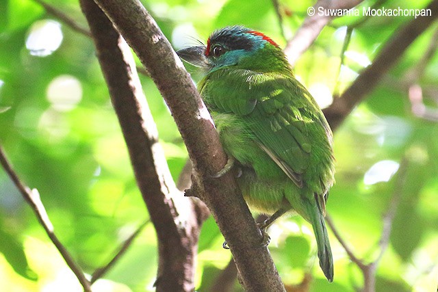 Turquoise-throated Barbet - ML378058231