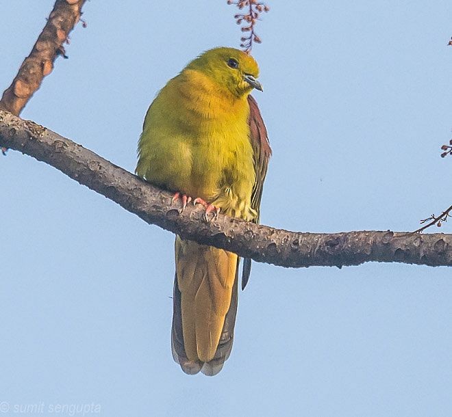 Wedge-tailed Green-Pigeon - ML378058501