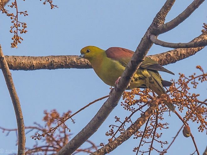 Wedge-tailed Green-Pigeon - ML378058631