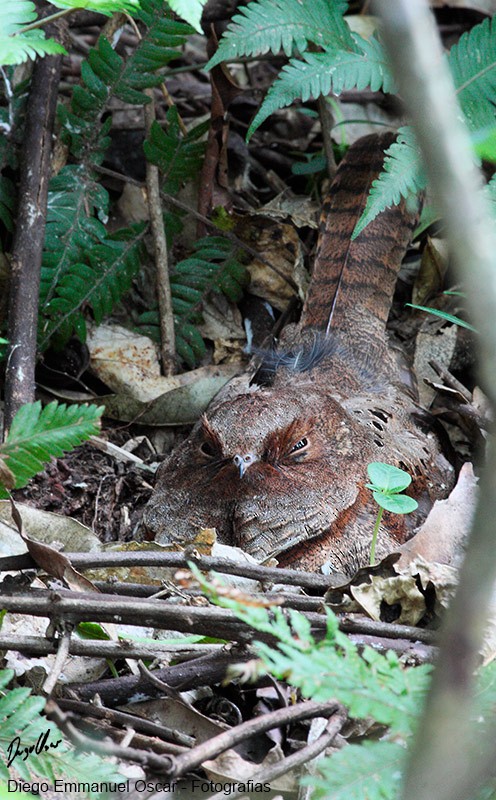 Ocellated Poorwill - ML37805951