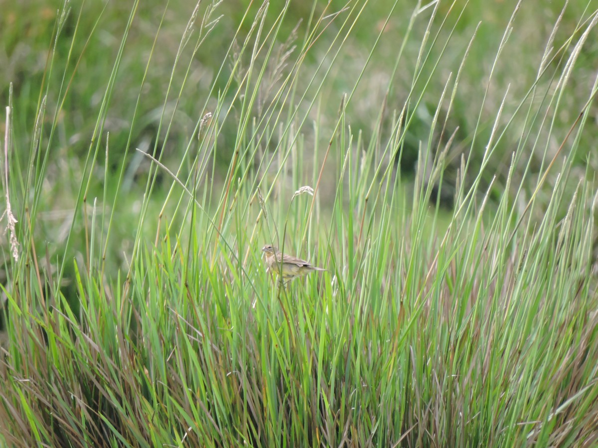 Long-tailed Reed Finch - Nelida Esther Ramirez