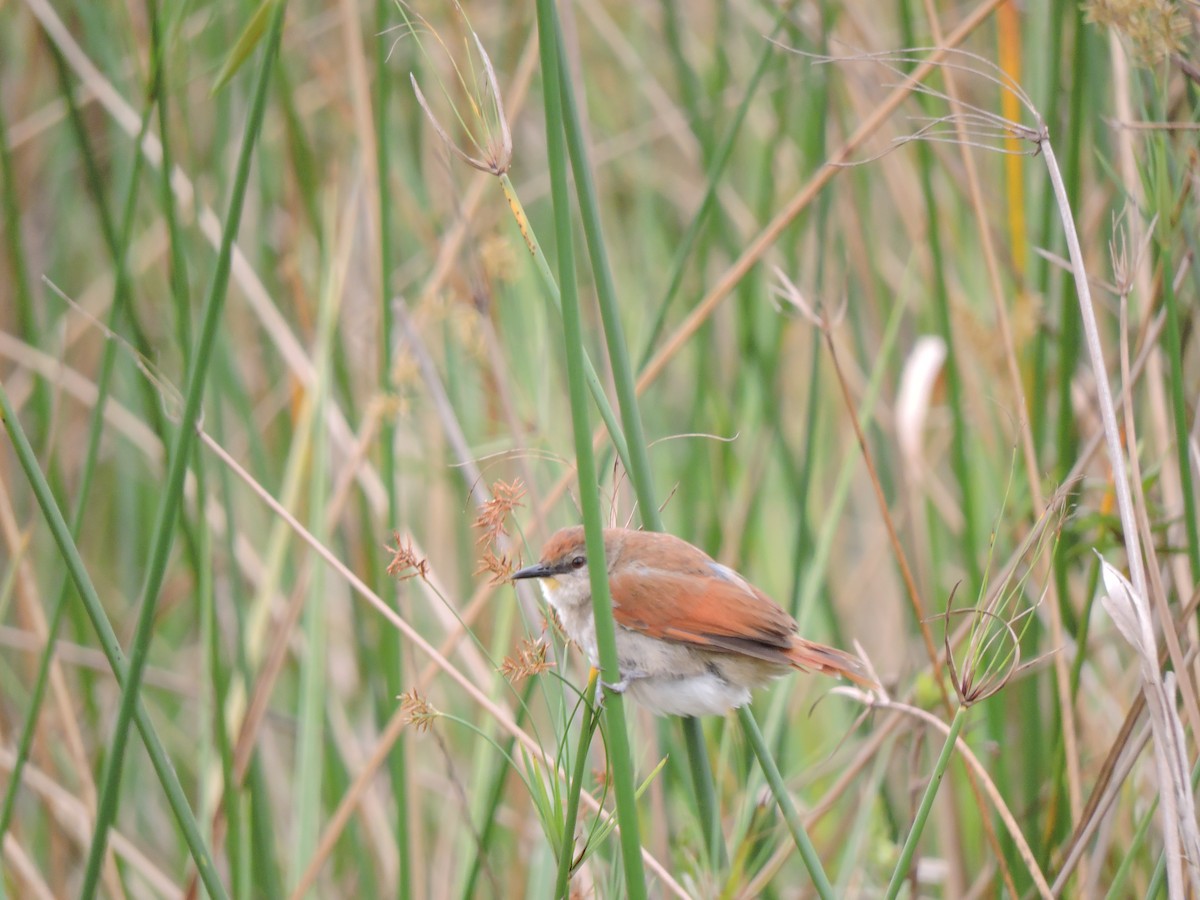 Yellow-chinned Spinetail - ML378066091