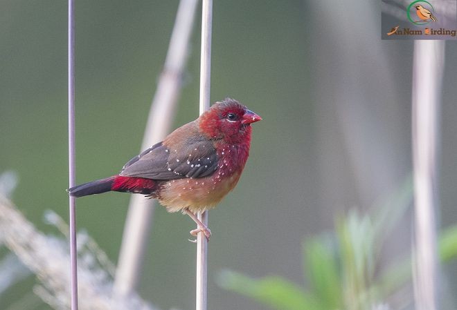 Red Avadavat (Yellow-bellied) - Dinh Thinh