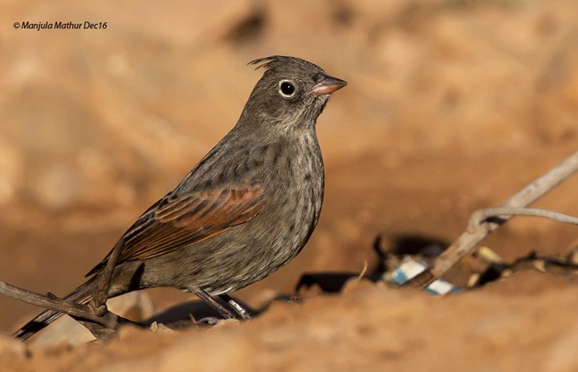 Crested Bunting - ML378070821