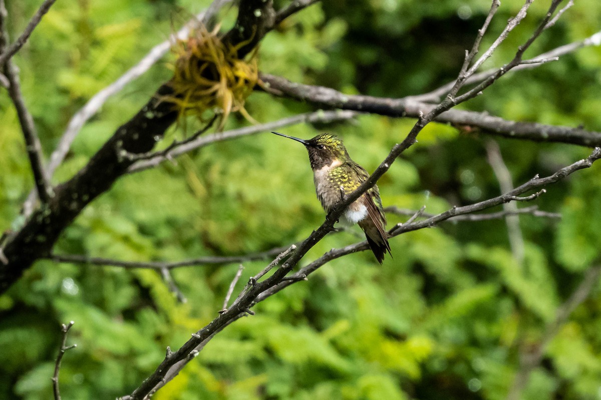 Ruby-throated Hummingbird - Prashant Tewari