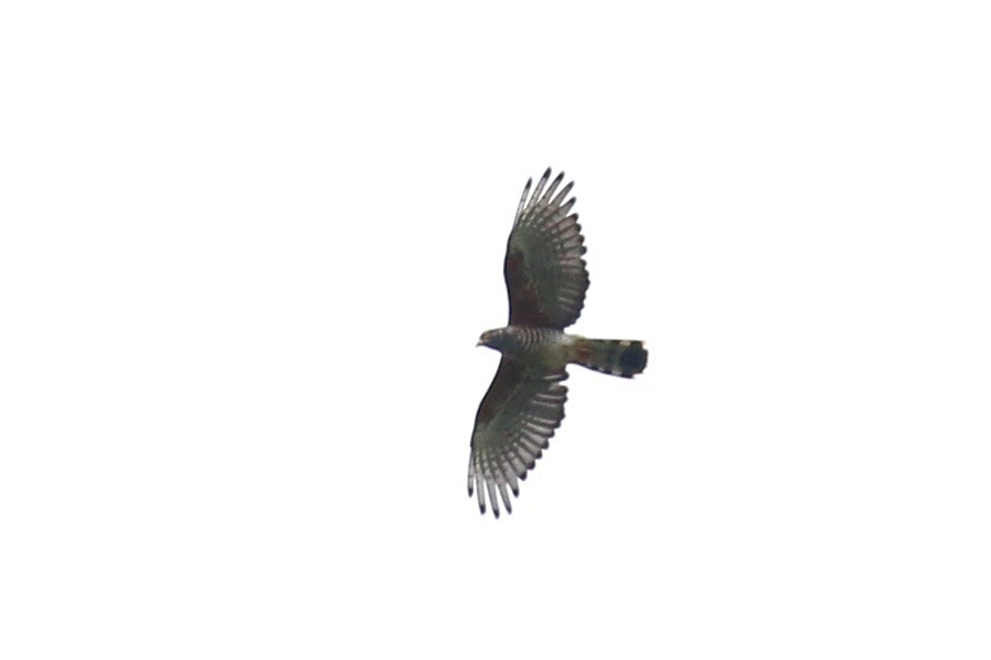 African Cuckoo-Hawk - Knut Hansen