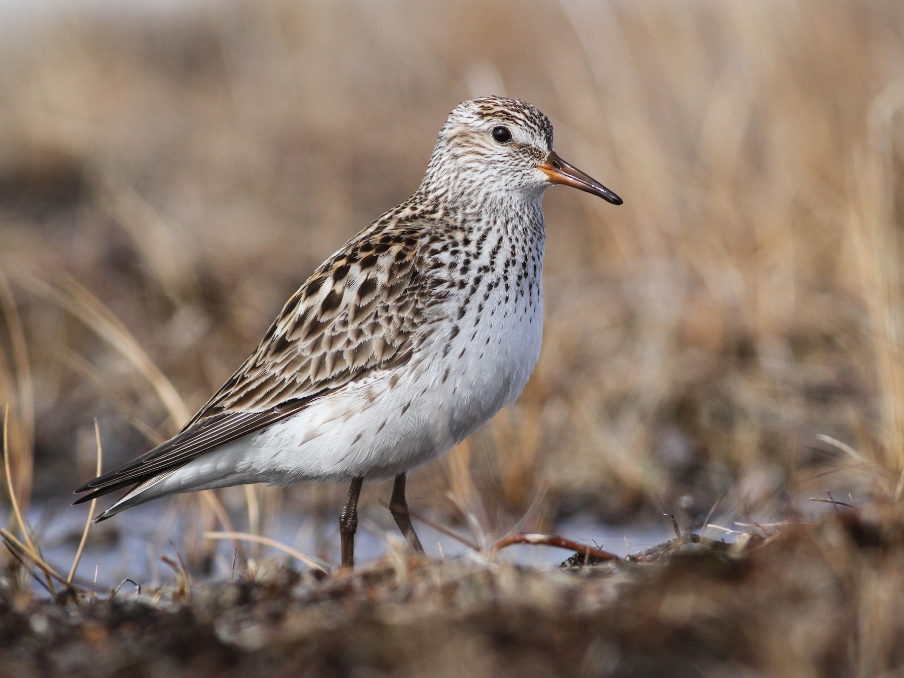 White-rumped Sandpiper - Ian Davies