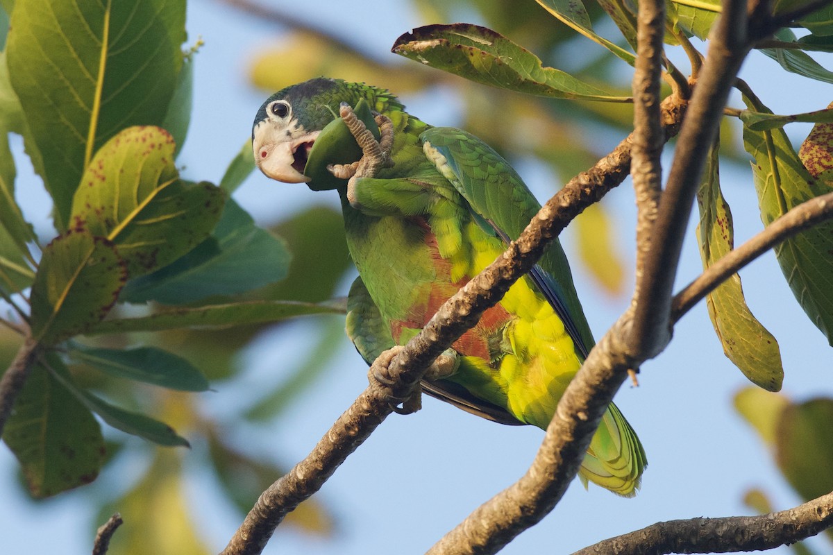 Hispaniolan Parrot - ML378092831