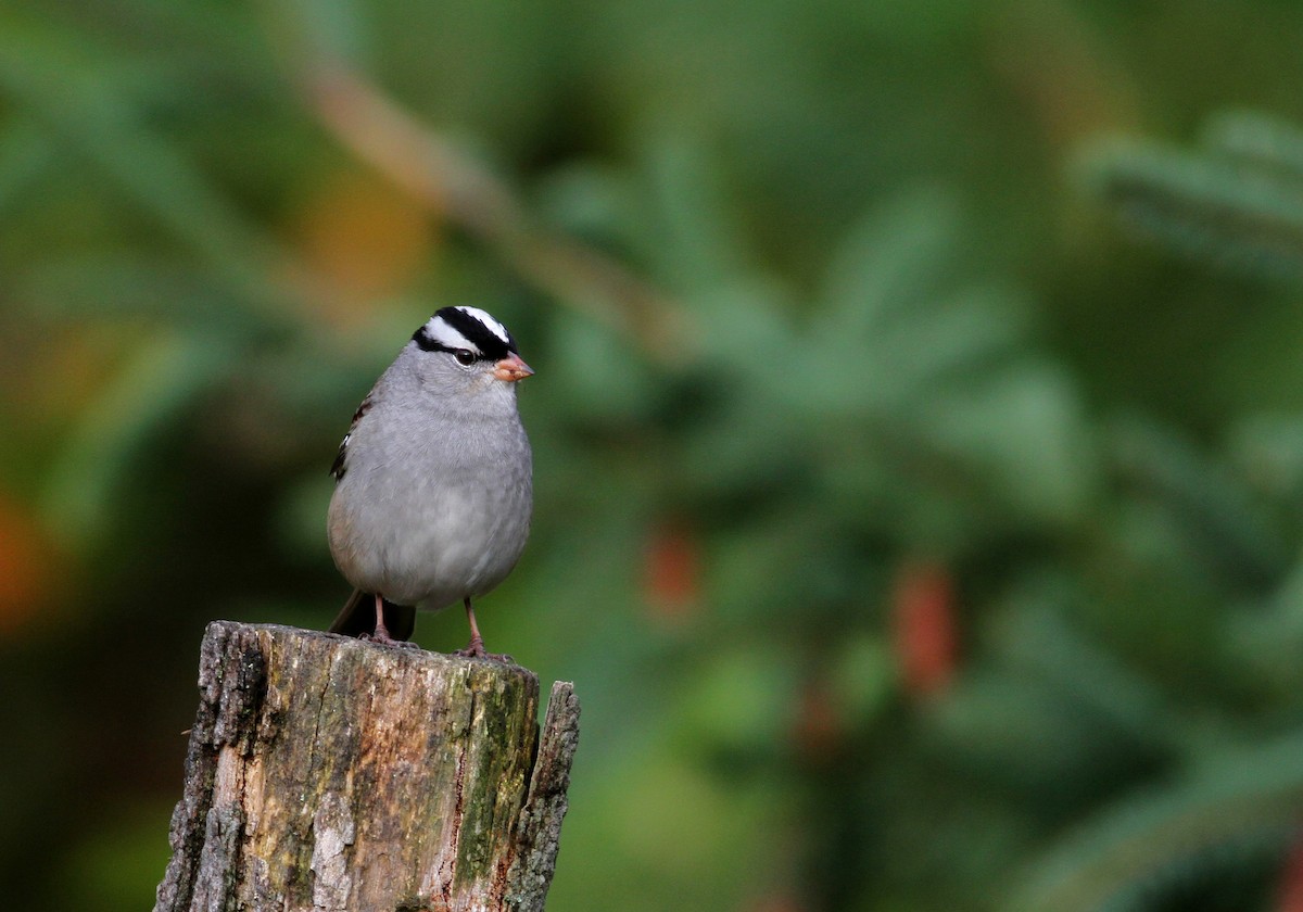 White-crowned Sparrow (leucophrys) - ML37809431
