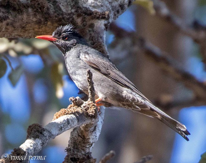 Square-tailed Bulbul (Indian) - ML378094721