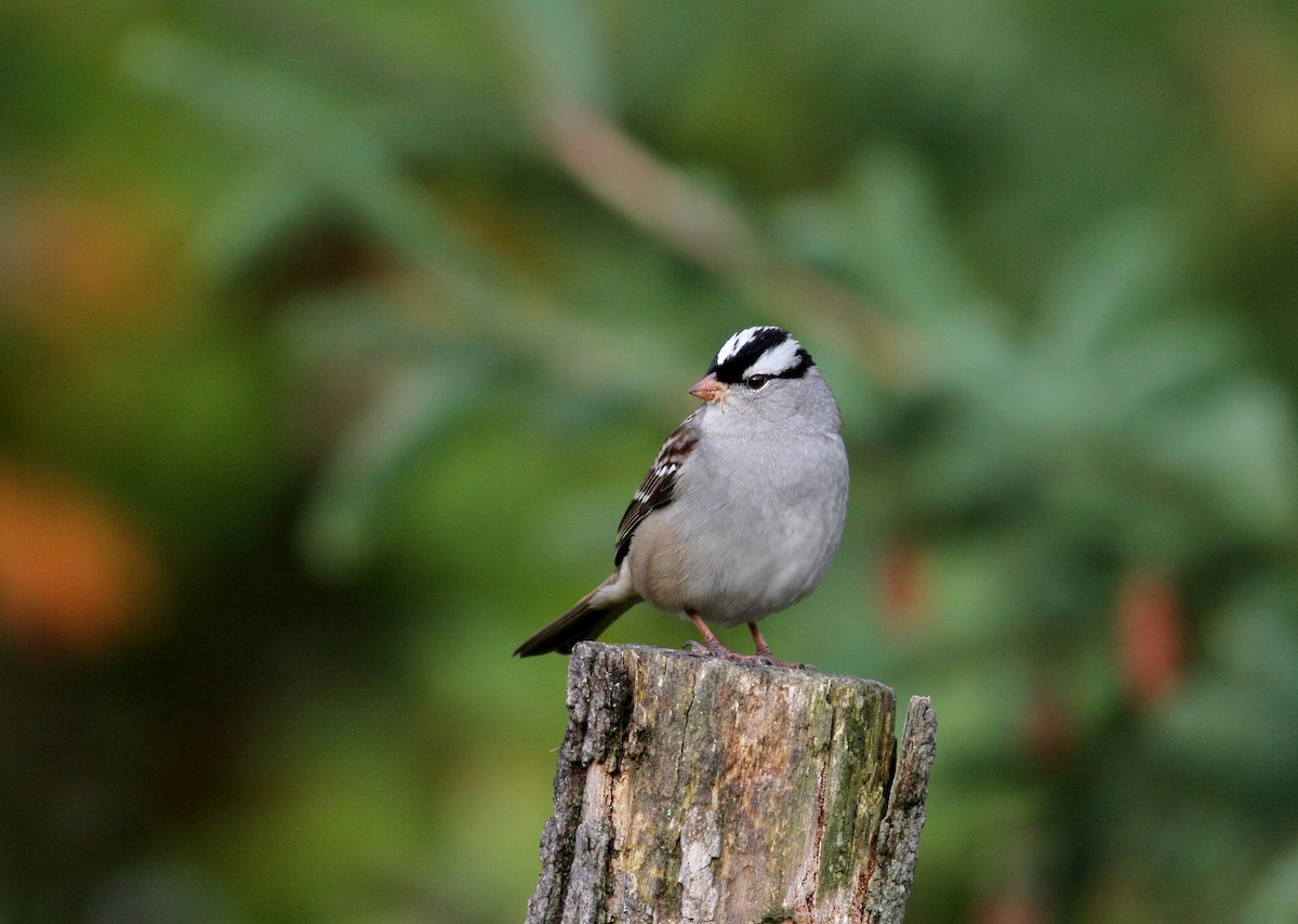 White-crowned Sparrow (leucophrys) - ML37809491