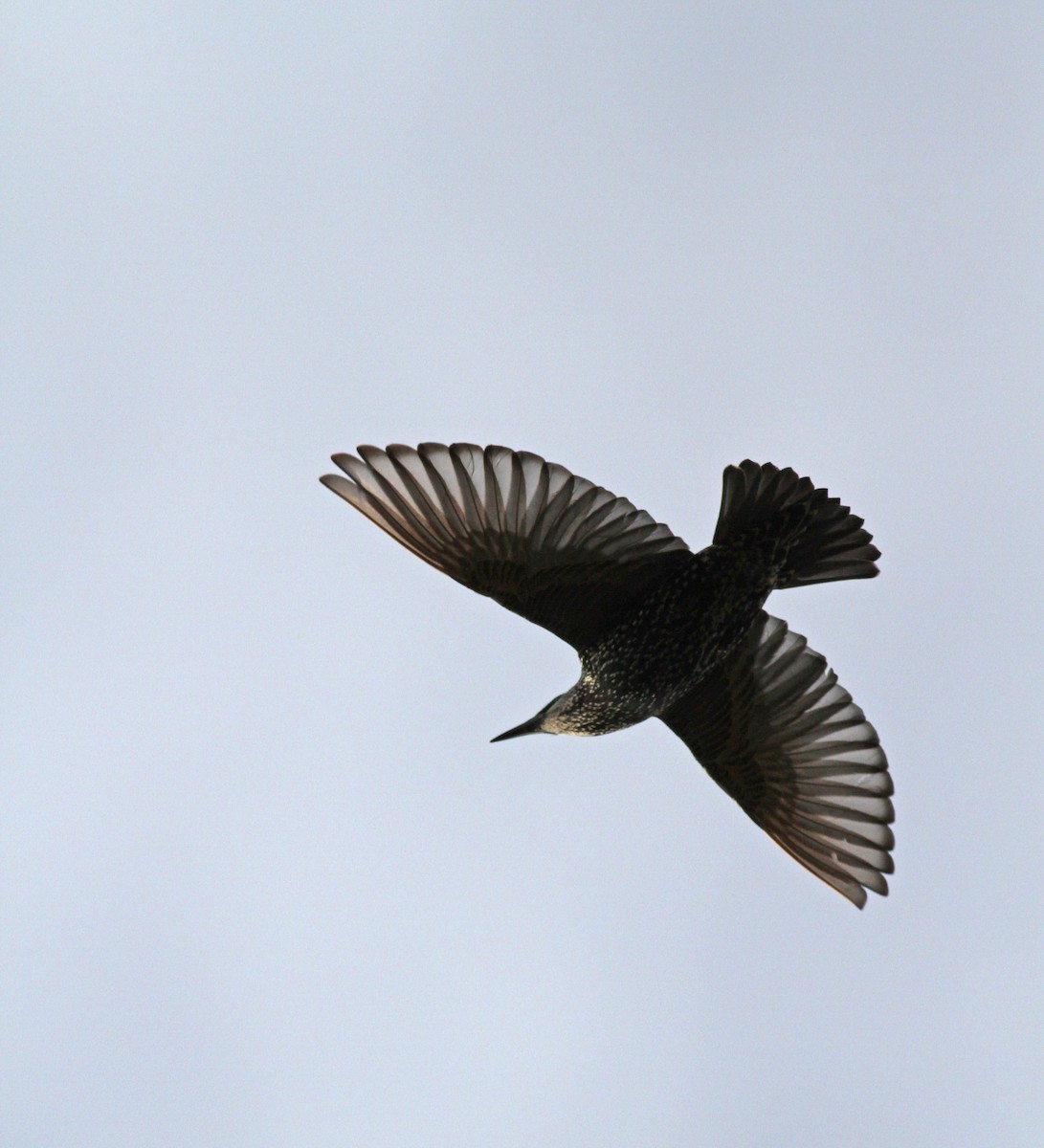European Starling - Jay McGowan