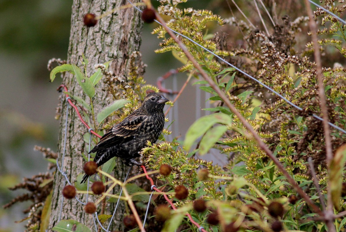 Red-winged Blackbird (Red-winged) - ML37809841