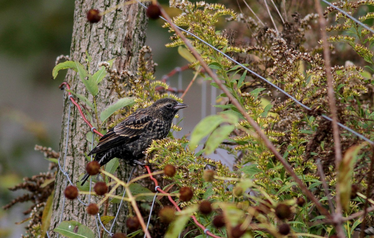 Red-winged Blackbird (Red-winged) - ML37809851