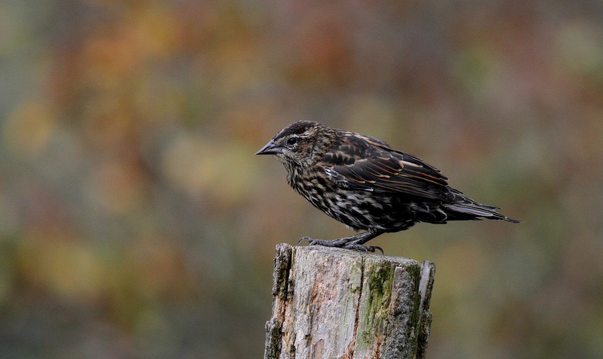 Red-winged Blackbird (Red-winged) - ML37809871