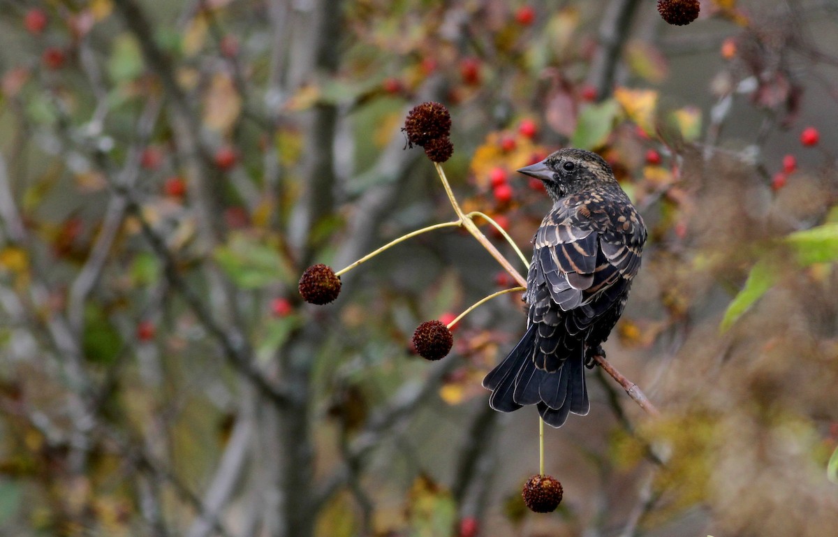 Red-winged Blackbird (Red-winged) - ML37809881