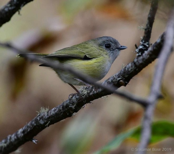 Green Shrike-Babbler (Black-crowned) - ML378105691