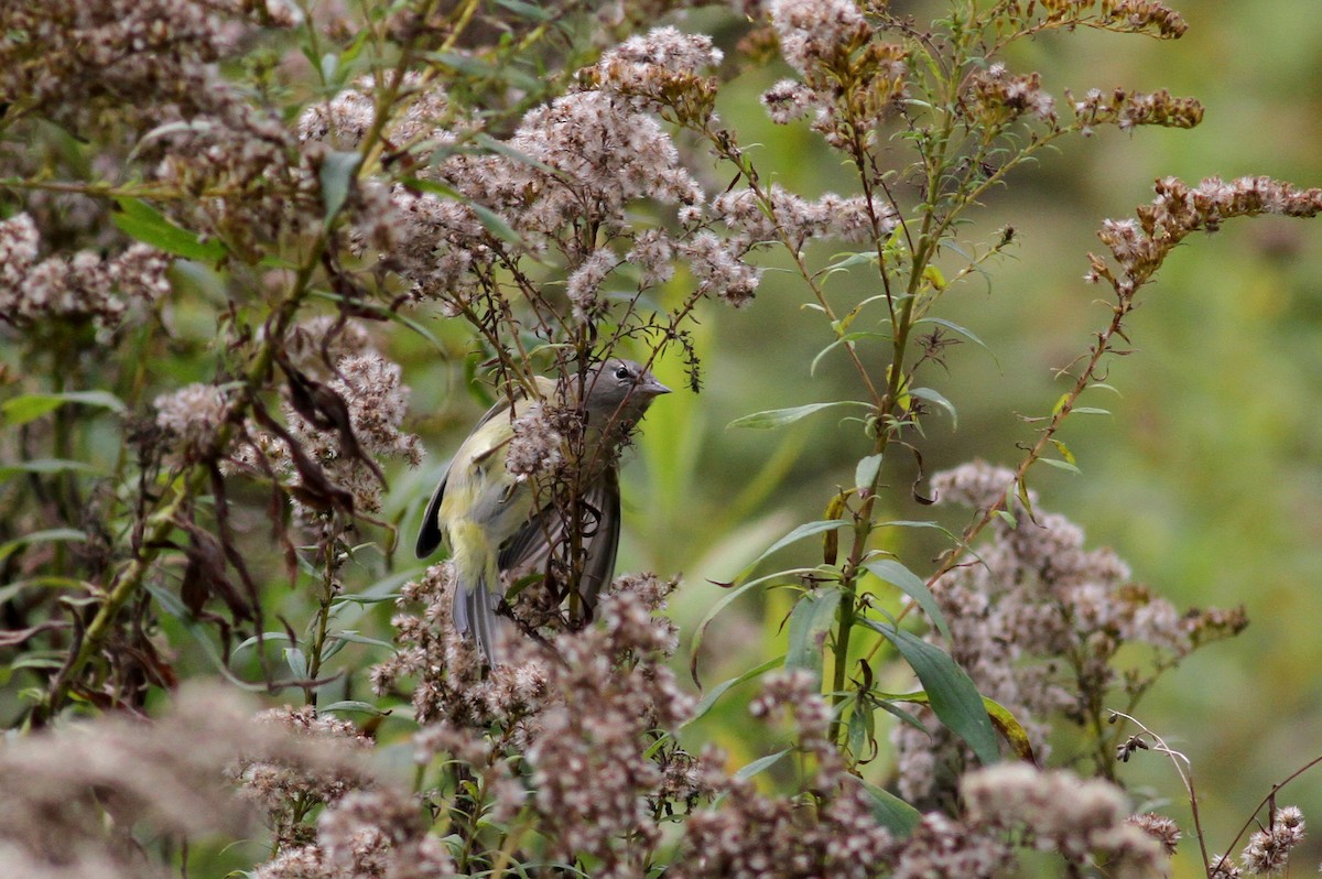 Orange-crowned Warbler (Gray-headed) - ML37810731