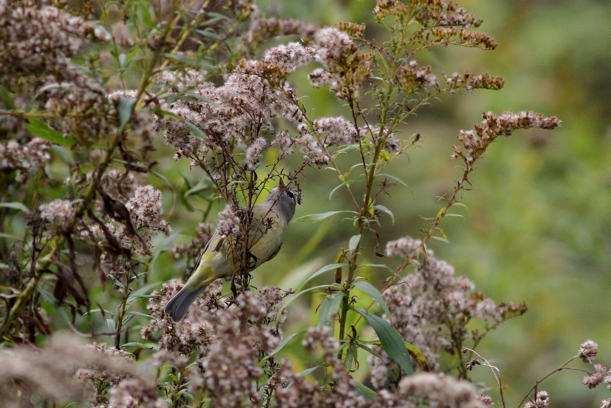 Orange-crowned Warbler (Gray-headed) - ML37810741