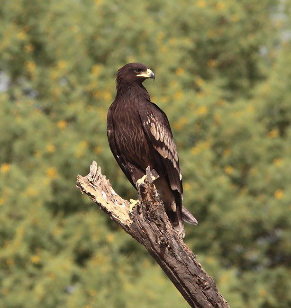 Greater Spotted Eagle - ML378107561