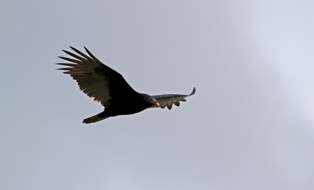 Turkey Vulture - Jay McGowan