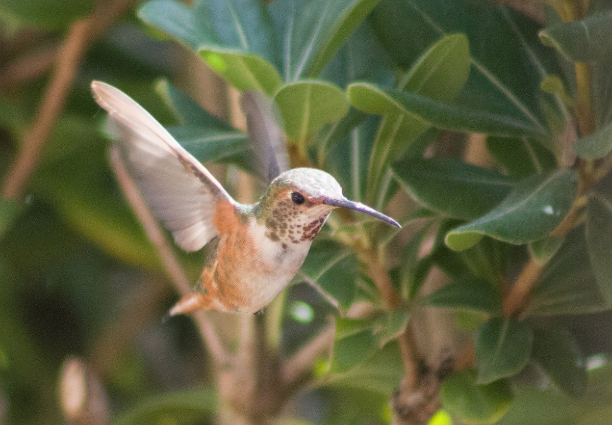 Allen's Hummingbird - ML378111851